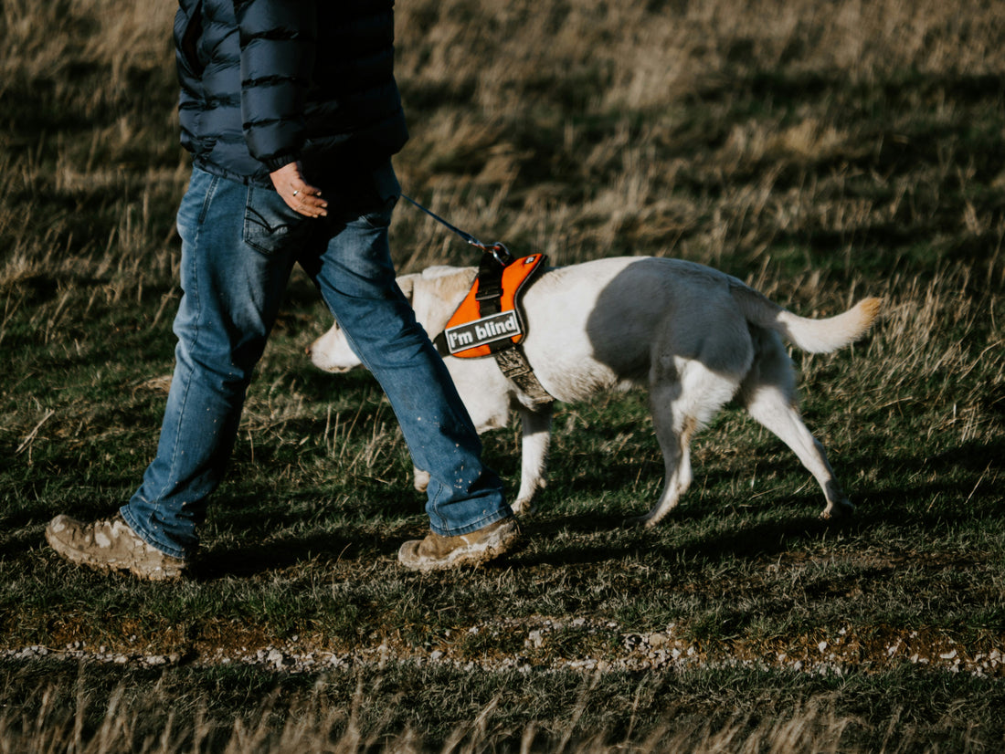 Beginner Harnesses: Safety & Comfort Comparison