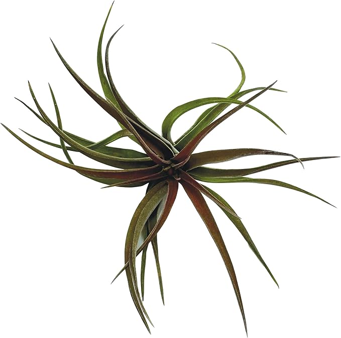 Air Plants - Tillandsia Brachycaulos Abdita, Large 4-6" - 1 ct - Live Arrival Guaranteed - House Plants for Home Decor & Gift