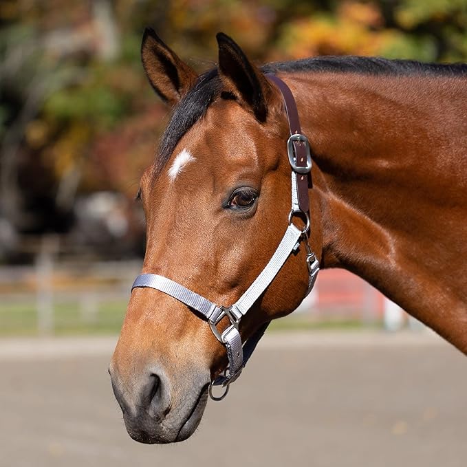 Equinavia Loki Adjustable Breakaway Horse Halter - Silver Sconce Gray - Horse