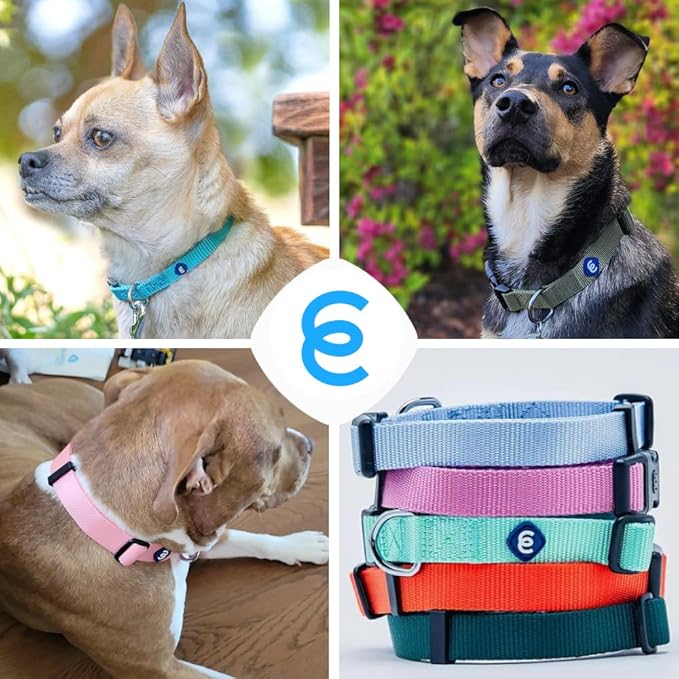 Blueberry Pet Essentials Matching Medium Dog Collar | Adjustable Classic Solid Color Nylon Dog Collars for Medium Dogs | Purple Dog Collar for Medium Dogs