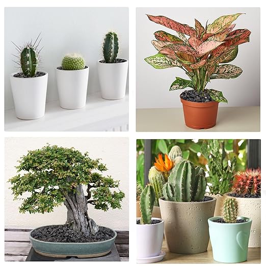 2.5lbs Lava Rocks for Plants, 1/5 Inch Black Gravel for Succulent, Cactus, Bonsai Tree, Pure Volcanic Rocks, Top-Dressing, Good Drainage