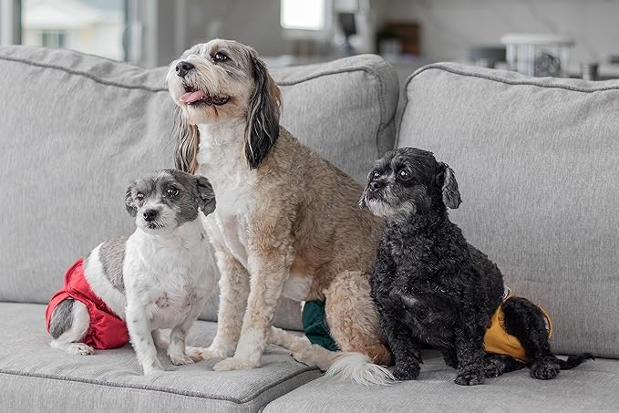 Pet Parents® Washable Dog Diapers (3pack) + Extendrs® of Durable Doggie Diapers, Premium Dog Diapers Female (Large, Samba)