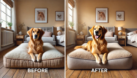 Customer Spotlight: Luna’s New Bed — Before & After