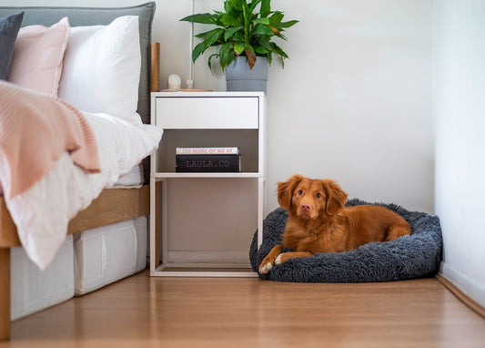 Best Budget Dog Beds: Top 5 Compared