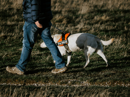 Beginner Harnesses: Safety & Comfort Comparison