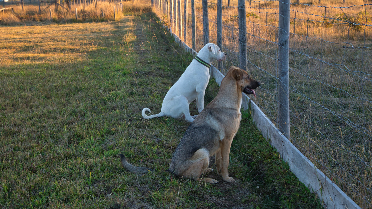 Playpens & Gates
