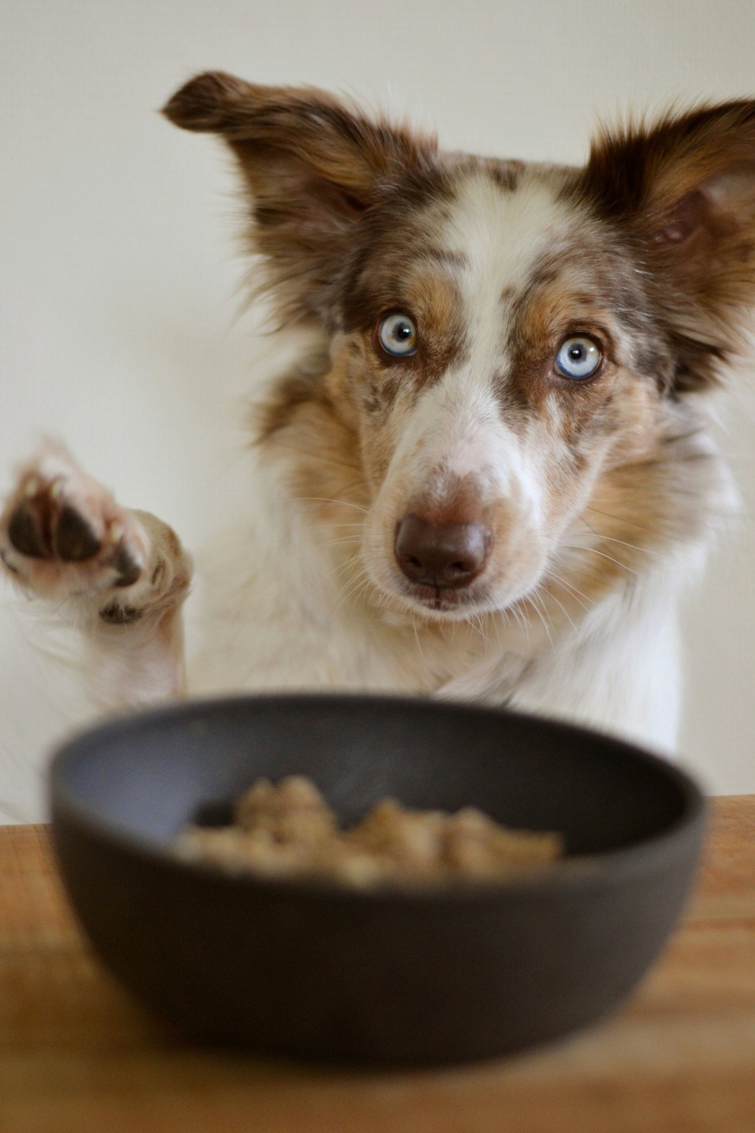 Bowls & Feeders