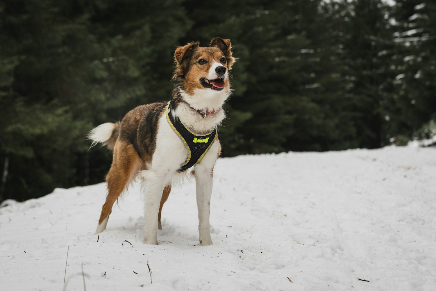 Collars & Harnesses