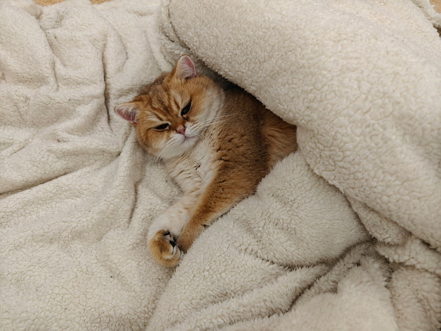 Cat Beds & Blankets