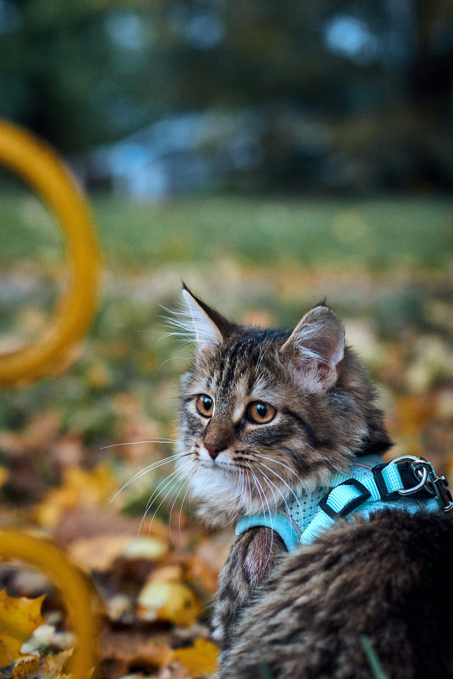 Cat  Collars & Harnesses
