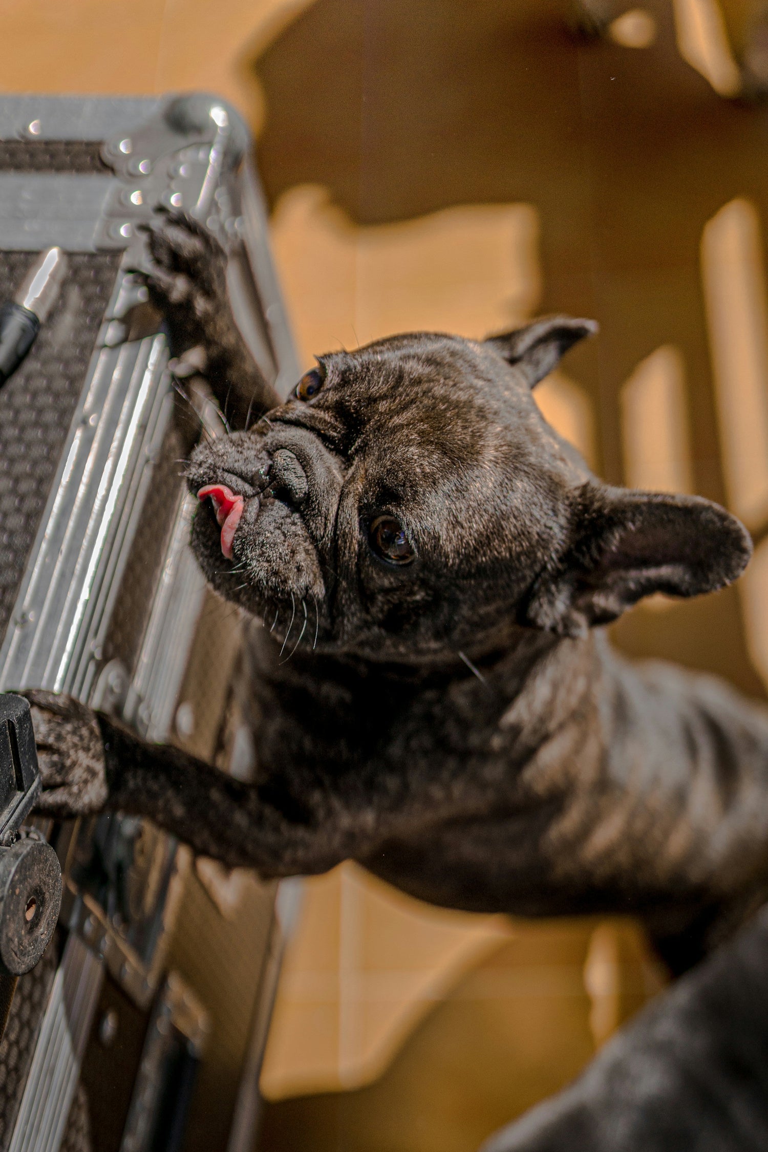 Treat Dispensers