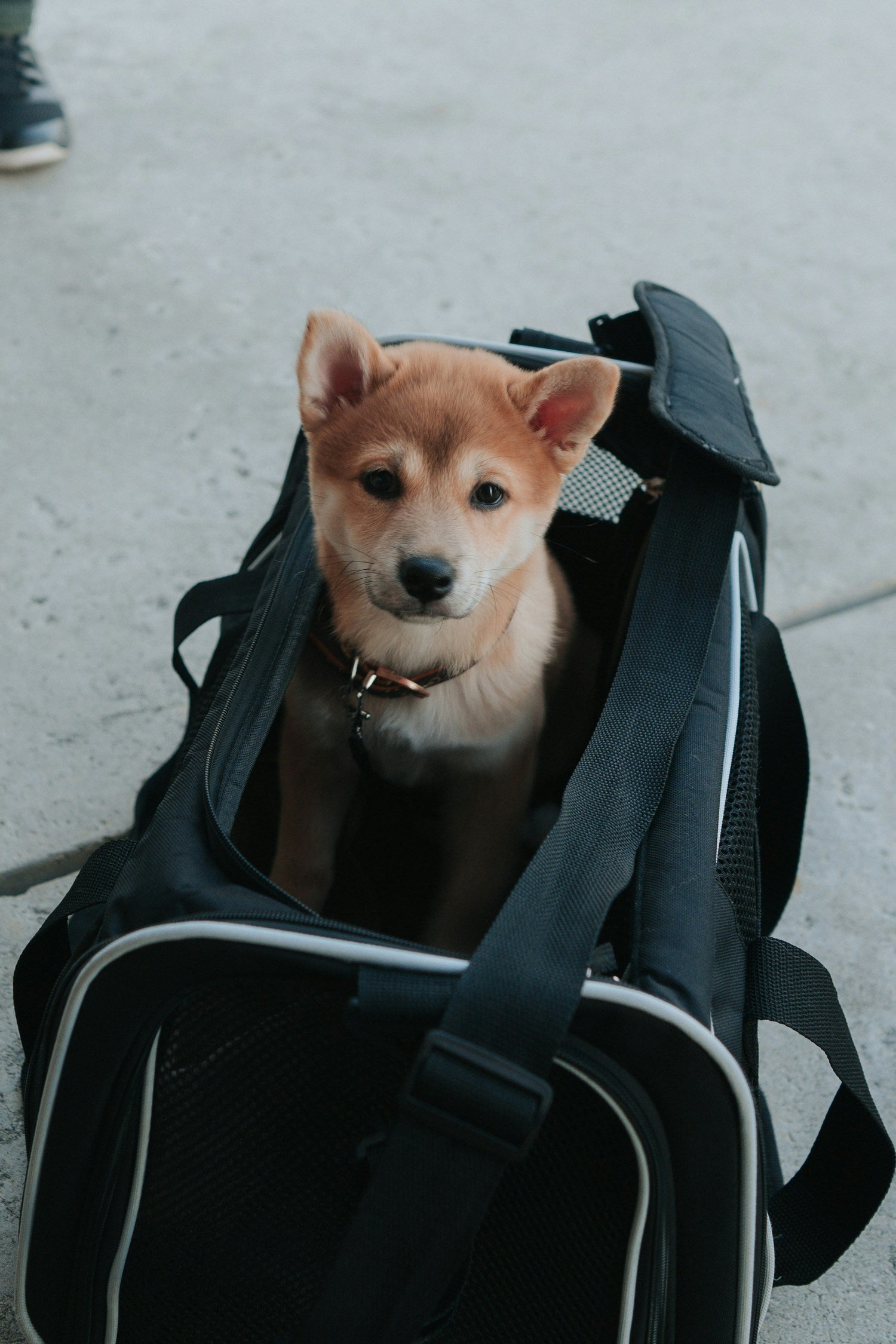 Carriers & Travel Bags