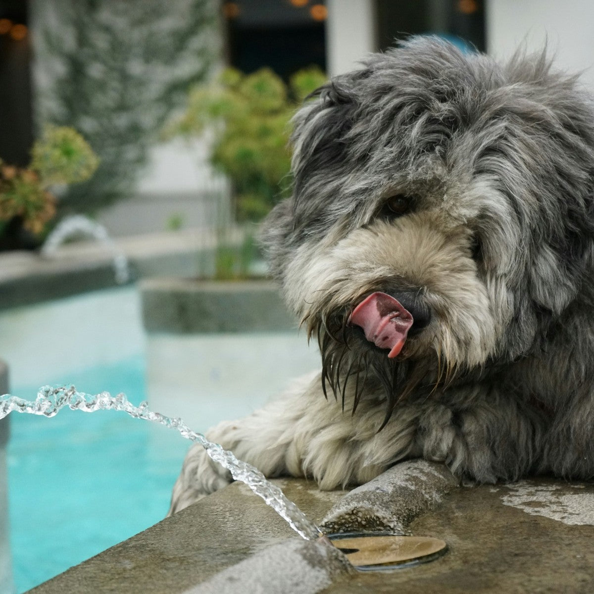 Water Fountains