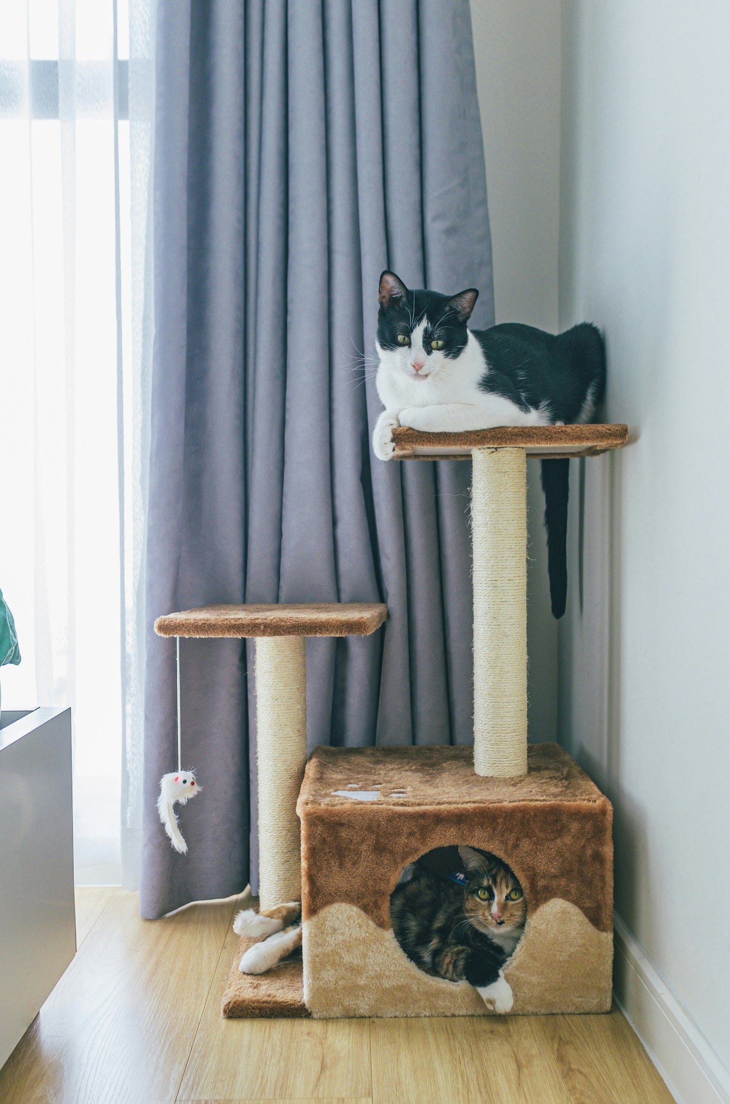 Cat Trees & Furniture