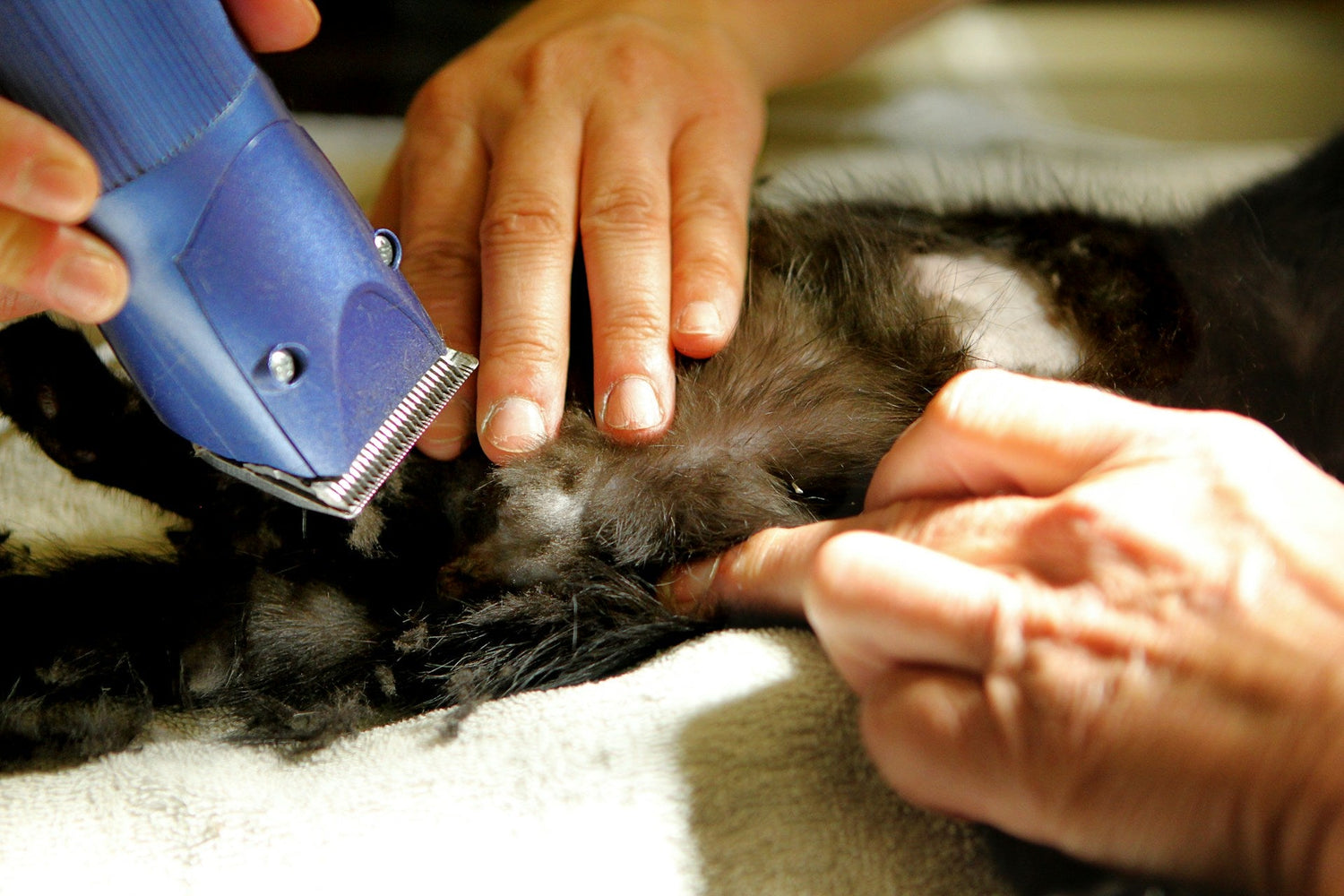 Grooming Tools