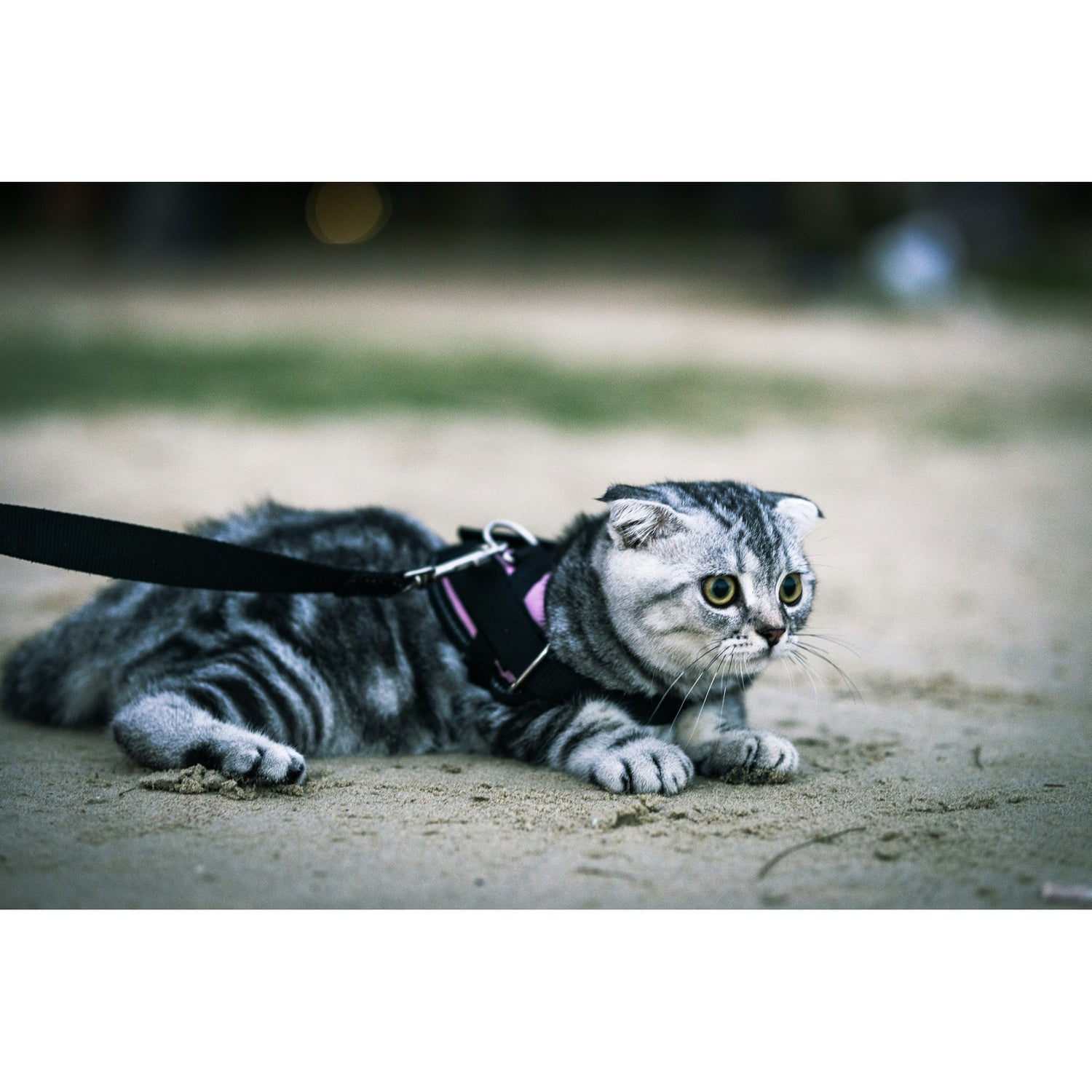 Training Collars & Clickers