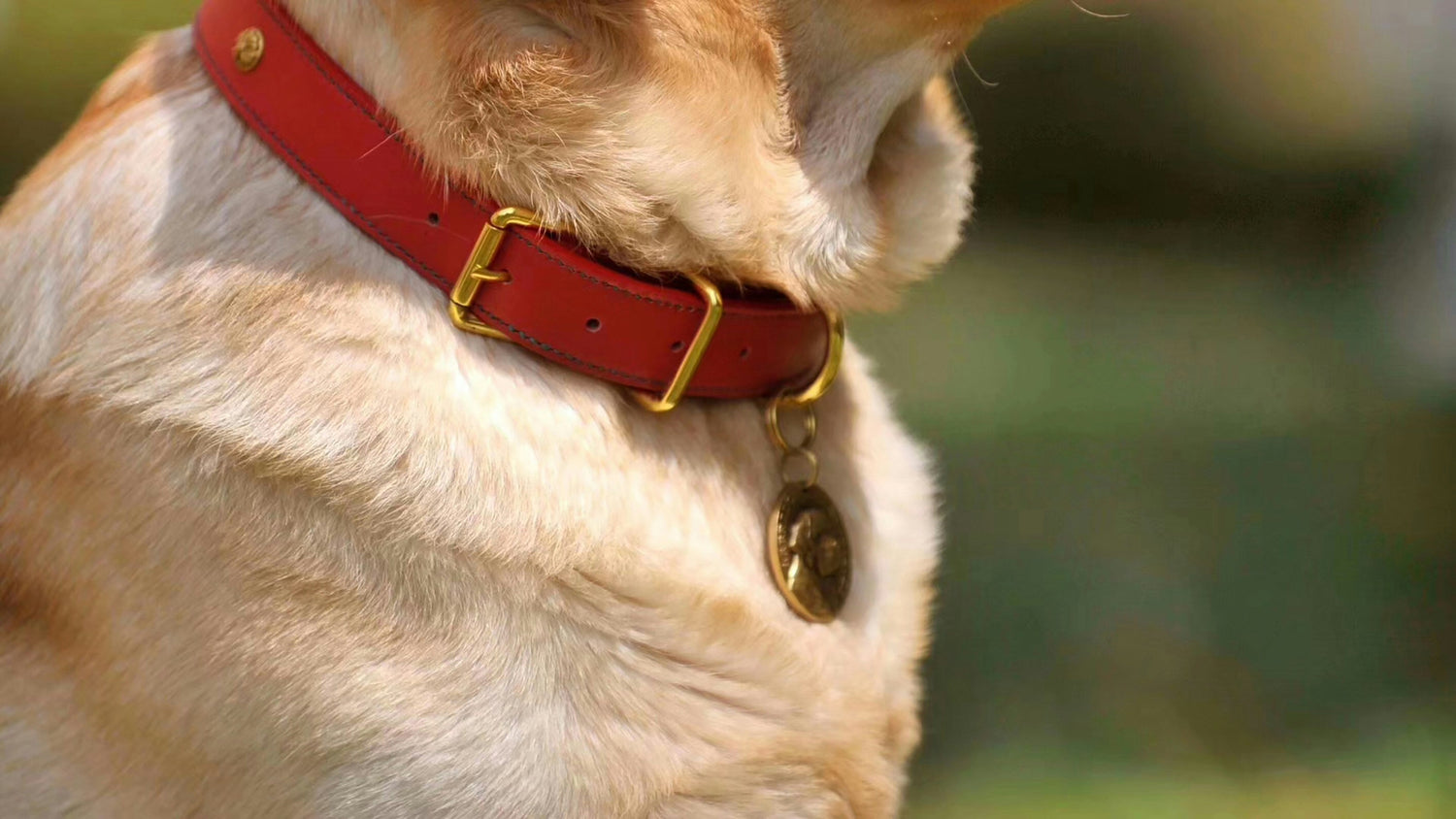 Accessories (ID Tags, Charms)