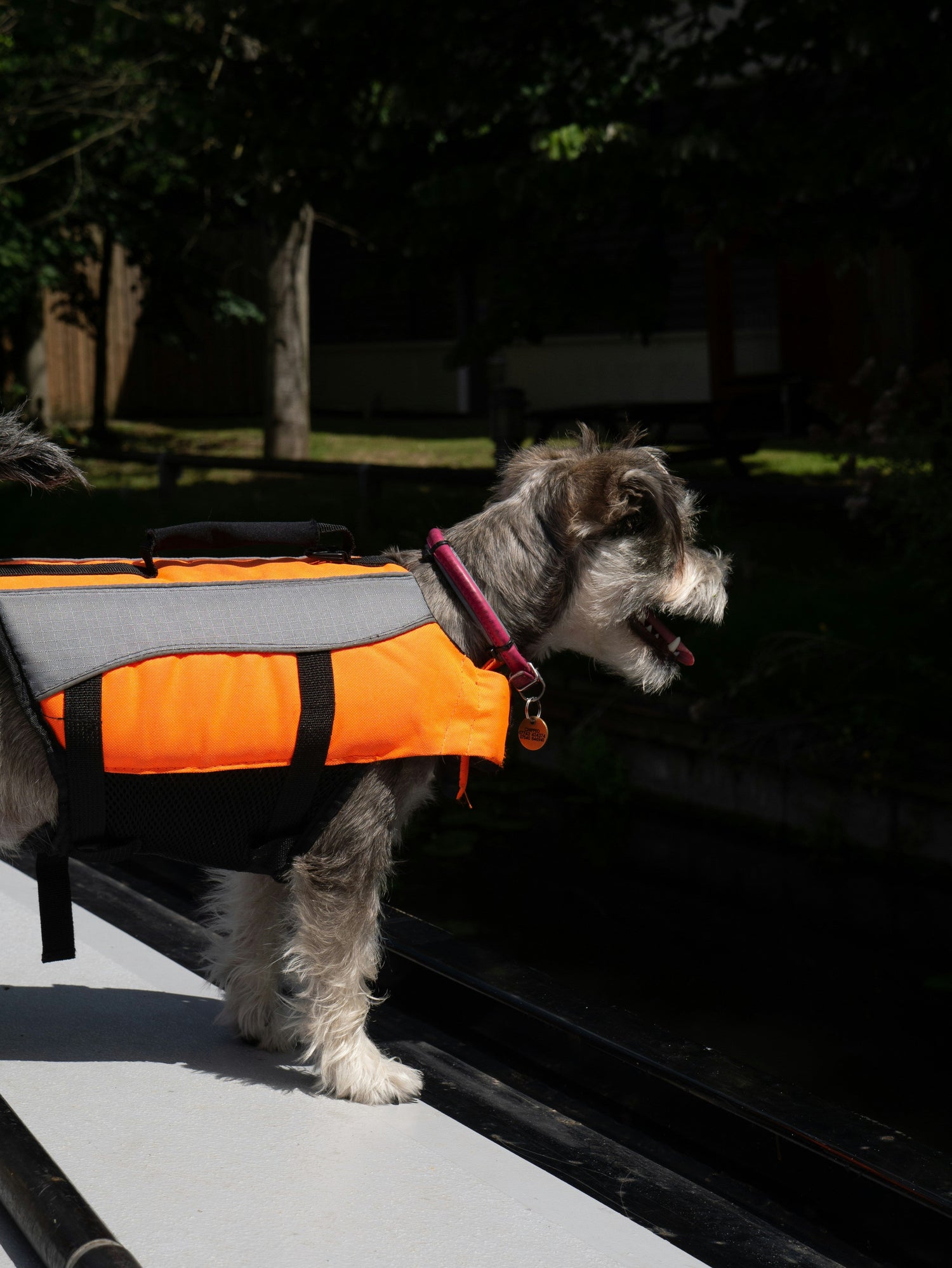 Outdoor Gear (LED Collars, Vests)