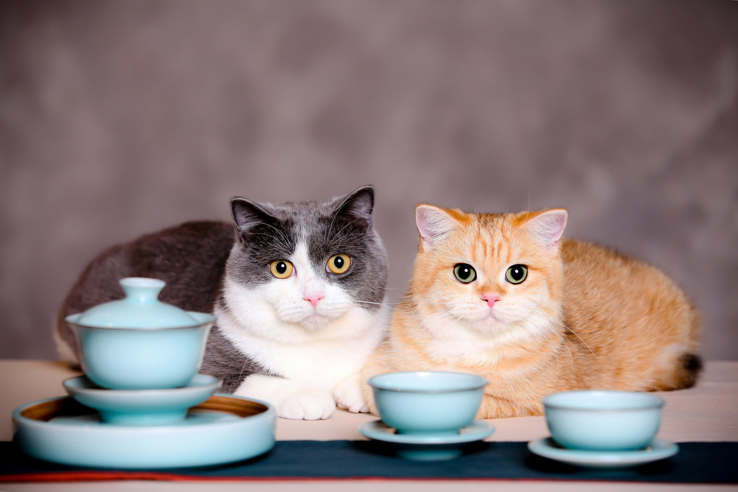 Cat Feeding Bowls & Mats