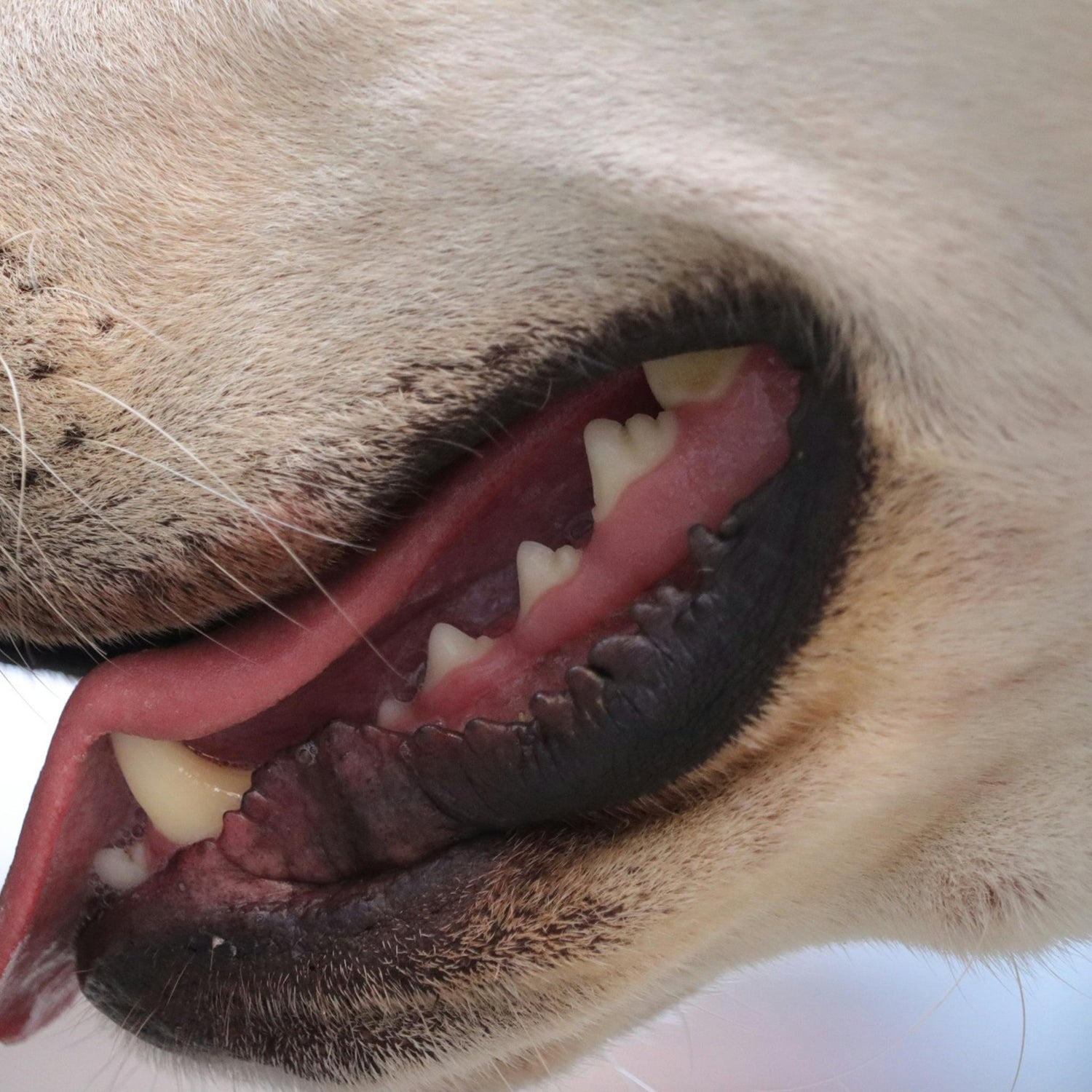 Dental Care