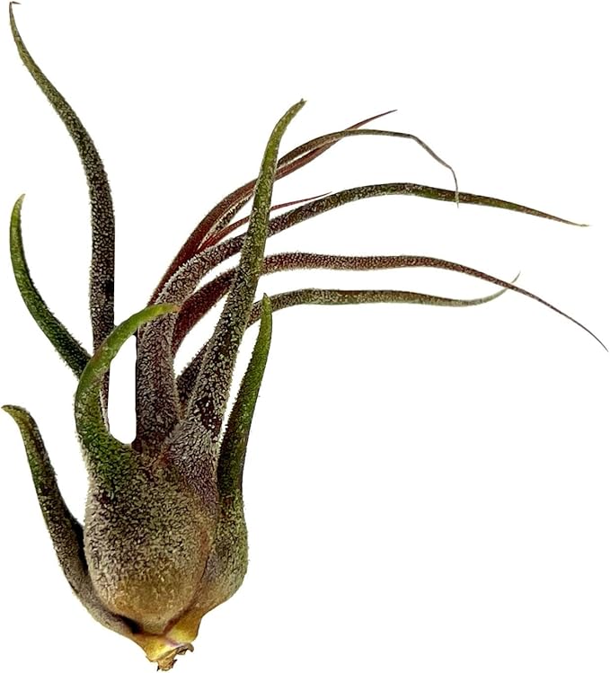 Air Plants - Tillandsia Pruinosa, Large 3-5" - 2ct - Live Arrival Guaranteed - House Plants for Home Decor & Gift