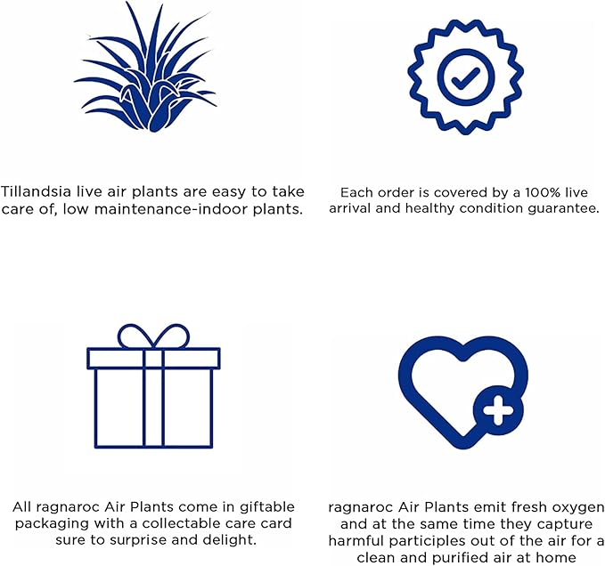 Air Plants - Tillandsia Red Capitata, Large 5-7” - 5 ct - Live Arrival Guaranteed - House Plants for Home Decor & Gift