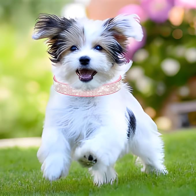 Rhinestone Dog Collar for Small Dogs, Bling Diamond Fancy Crystal Glitter Pretty Jewel Pet Puppy Collars for XXS XS Small Medium Large Breed Girl Dogs Female Cats Kitten, Black XL