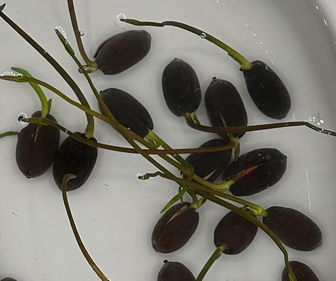 160 Sacred Lotus Seeds for Planting in Water Mixed Flower Color Pink Red White Yellow Multicolor Aquatic Nelumbo nucifera Bonsai Bowl Lotus Seed Lily Ponds Feature Water Gardens (160, Lotus Seed)