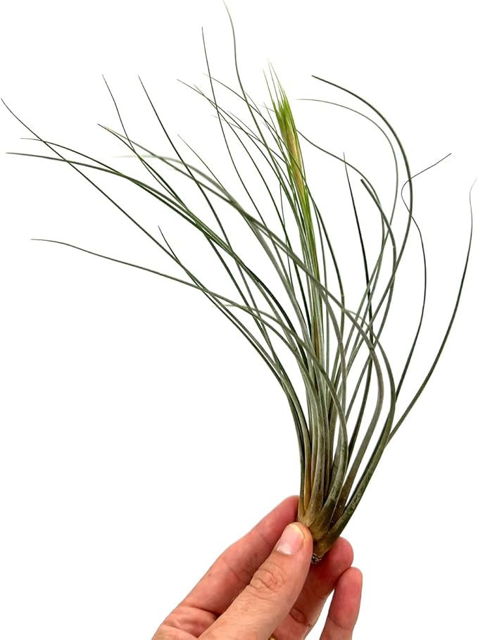 Air Plants - Tillandsia Juncea, Jumbo 8-12" - 2ct - Live Arrival Guaranteed - House Plants for Home Decor & Gift