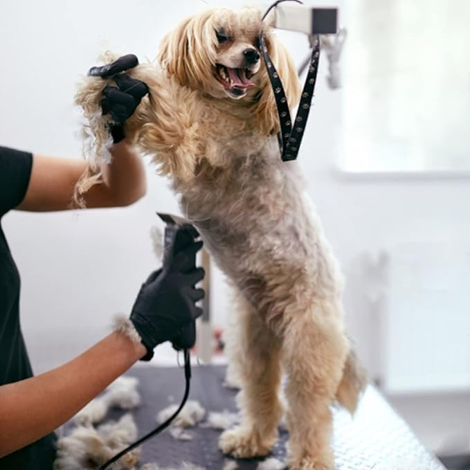 3 Pack 10 Blade Dog Grooming Blades Compatible with Andis Clippers/Oster A5/Wahl KM,Detachable Stainless Steel Blade,Size-10, 1/16-Inch Cut Length