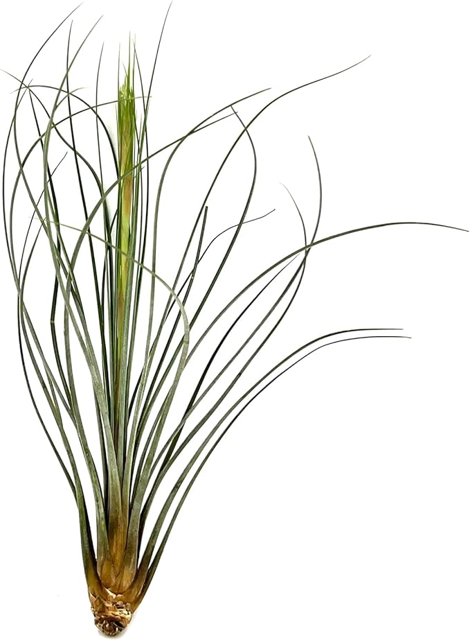 Air Plants - Tillandsia Juncea, Jumbo 8-12" - 3ct - Live Arrival Guaranteed - House Plants for Home Decor & Gift