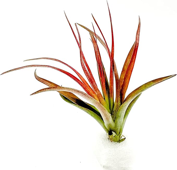 Air Plants - Tillandsia Brachycaulos Abdita, Large 4-6" - 2 ct - Live Arrival Guaranteed - House Plants for Home Decor & Gift