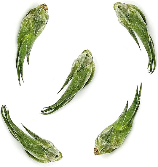 Air Plants - Tillandsia Seleriana, Large 4-6" - 5ct - Live Arrival Guaranteed - House Plants for Home Decor & Gift