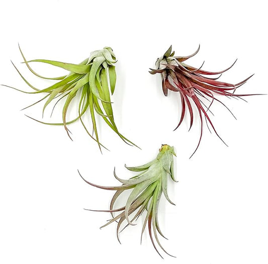 Air Plants - Tillandsia Brachycaulos Multiflora, Jumbo 5-7" - 3 ct - Live Arrival Guaranteed - House Plants for Home Decor & Gift