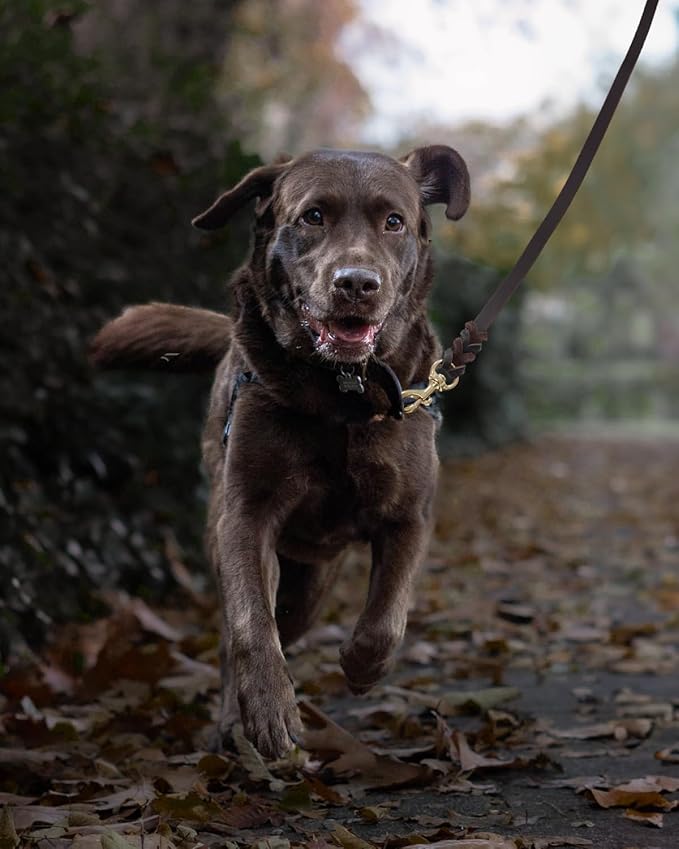 FAIRWIN Braided Leather Dog Training Leash 6 Foot - Dog Leather Leashes Heavy Duty for Large Medium Dogs (Brown, L:3/4" x 6ft)