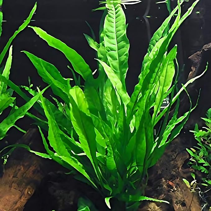 4 Species Aquarium Plants Package - Java Fern (Microsorum), Hornwort (Ceratophyllum demersum), Amazon Sword (Echinodorus), and Moneywort (Bacopa Monniery)