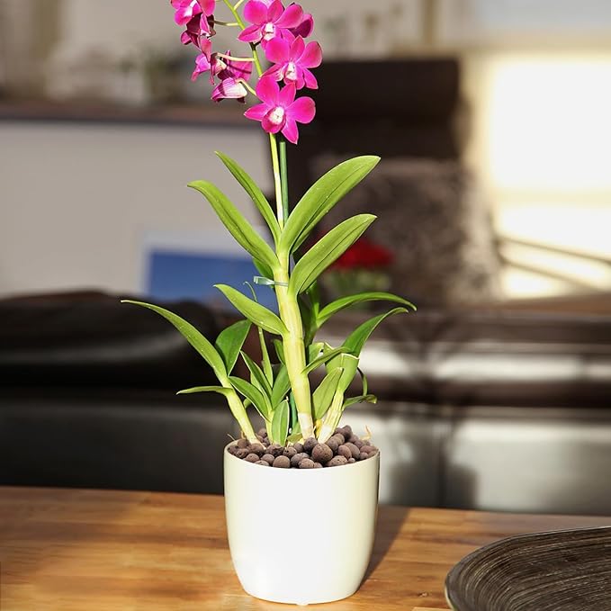 5 lbs Clay Pebbles for Plants, 8-12 mm Leca Clay Balls for Indoor Plants, Orchid Potting Mixes, Hydroponic Growing, Aquaponics, Potted Top Dressing and Drainage