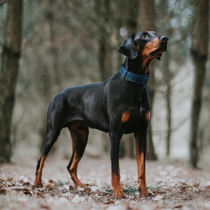 Fida Heavy Duty Dog Collar 1.5” Width, Ultra Soft Neoprene Padded, Adjustable Reflective Nylon Pet Collar with Two Metal Pin Belt Buckle for Extra-Large Breeds (XL, Blue)