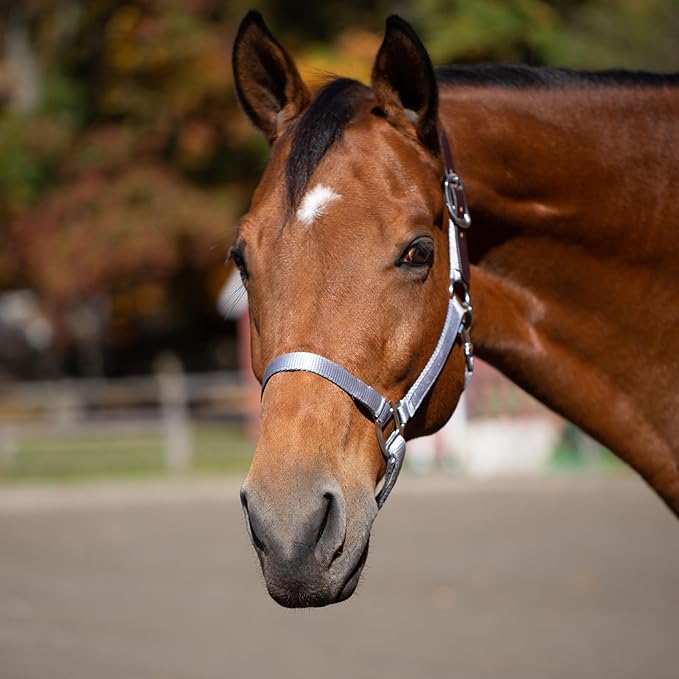 Equinavia Loki Adjustable Breakaway Horse Halter - Silver Sconce Gray - Warmblood