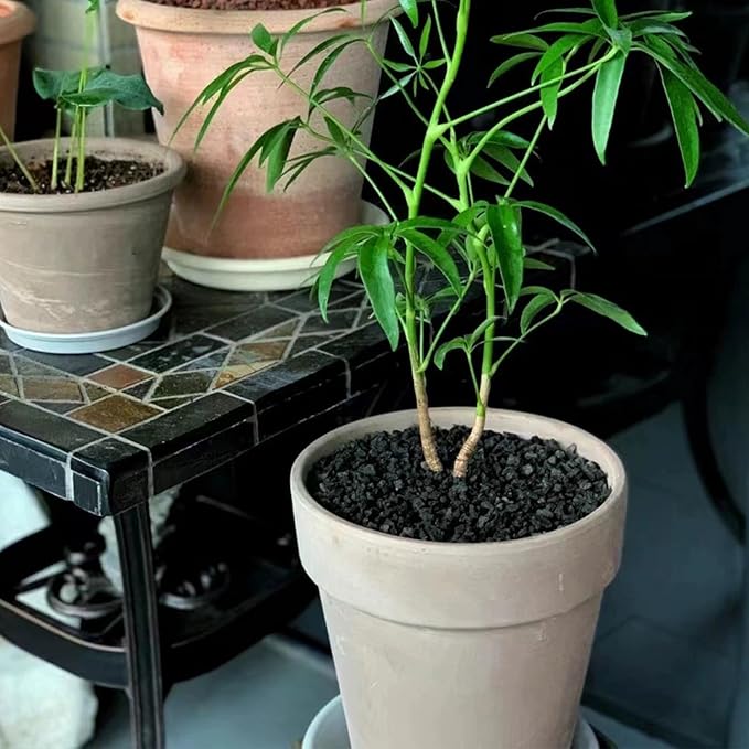 2 lbs Black Lava Rocks for Plants,1/4 Inch Crush Volcanic Rock Pumice Soil Additive for Succulent Aquarium Cactus Bonsai Fire Pits and Garden Landscaping