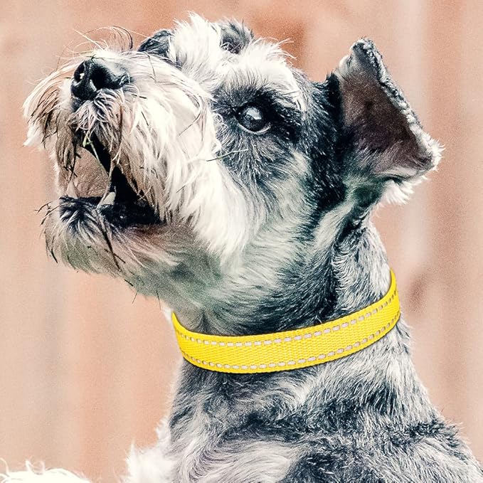 PetJoy Shock Collar Replacement Collar Strap, Reflective Dog Collar, Strong, Durable & Adjustable Dog Collar, 2 Piece Collar for Dogs (Pink & Yellow)
