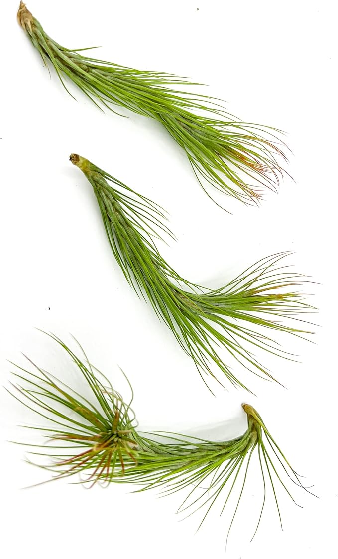 Air Plants - Tillandsia Funckiana Hybrid, Large 5-7" - 3ct - Live Arrival Guaranteed - House Plants for Home Decor & Gift