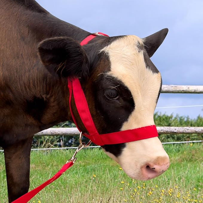 XUANNIAO Easily Adjustable Figure 8 Cow Halter, Double-Ply Premium Livestock Cattle Halters, Colorful Cow Utility Calf Halter with Leading Rope for Miniature Horse Donkey Goat Foal (Medium, Red)