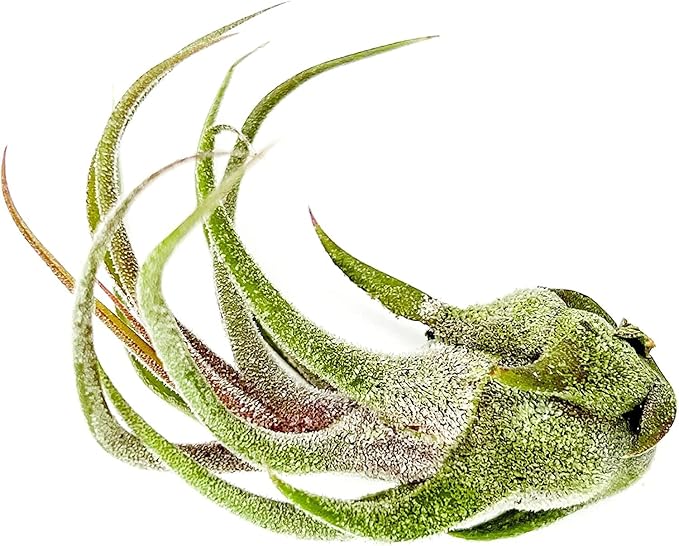 Air Plants - Tillandsia Pruinosa, Large 3-5" - 1ct - Live Arrival Guaranteed - House Plants for Home Decor & Gift