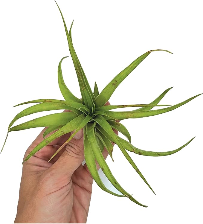 Air Plants - Tillandsia Brachycaulos Multiflora, Jumbo 5-7" - 5 ct - Live Arrival Guaranteed - House Plants for Home Decor & Gift