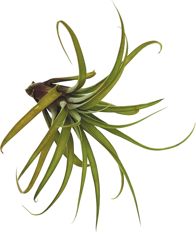 Air Plants - Tillandsia Capitata (Peach), Large 5-7” - 1 ct - Live Arrival Guaranteed - House Plants for Home Decor & Gift