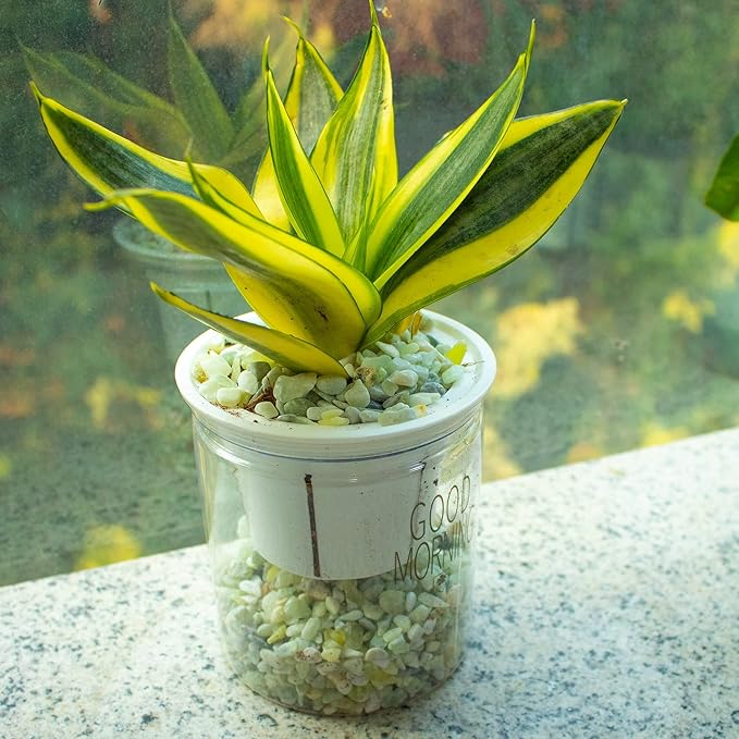 3lb Jade Bean Pebbles,1/4 Inch Cactus Bonsai DIY Rocks, Natural Succulent Rock and River Rocks Decorative for Aquariums, Vases, Terrarium, Outdoor Gardening, Top Dressing for Potted Plants