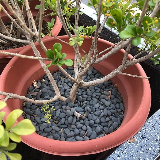 7LB River Rocks Mexican Beach Pebbles for Garden Landscape Plants Paving Grey (1Inch)