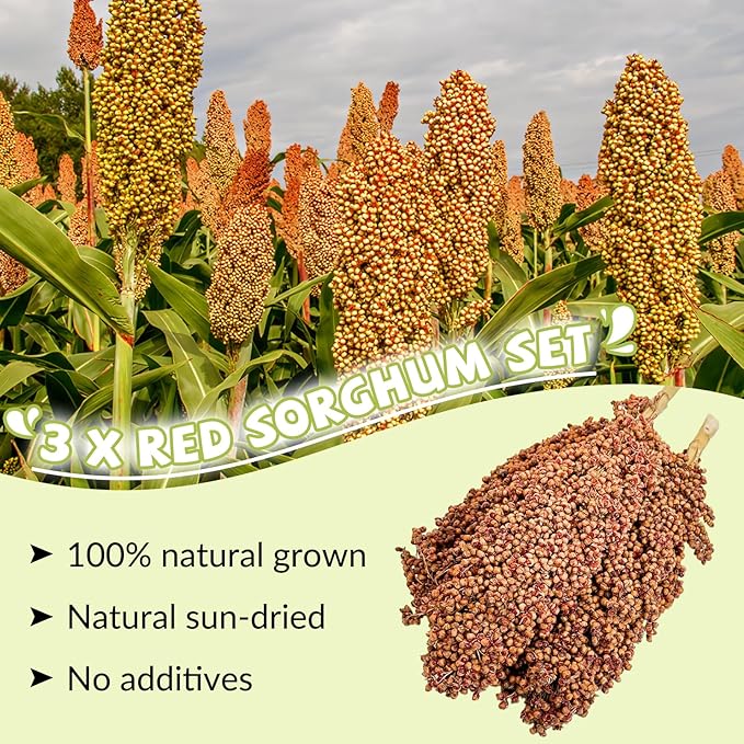 Fhiny Millet Spray for Birds, 3 PCS Natural Sun-Dried Red Sorghum Grain for Birds Seed Original Parrot Treats & Supplement Parakeet Food for Cockatiels Lovebirds Finches Budgies Pigeons Hamsters