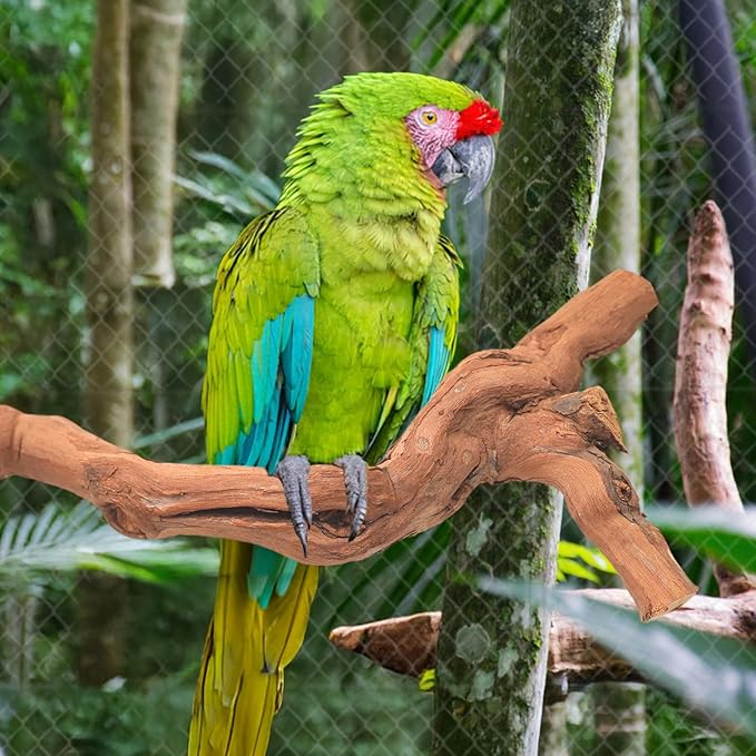 6-Piece Premium Bird Perch Stand with Natural Grape Wood Branch, Paw Grinding Fork, Chewing Stick, Cage Accessories for Parakeets, Budgies, Cockatiels, Finches, Lovebirds